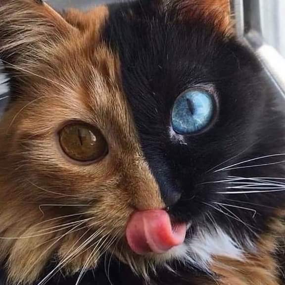 IMG-20200409-WA0024-jpg